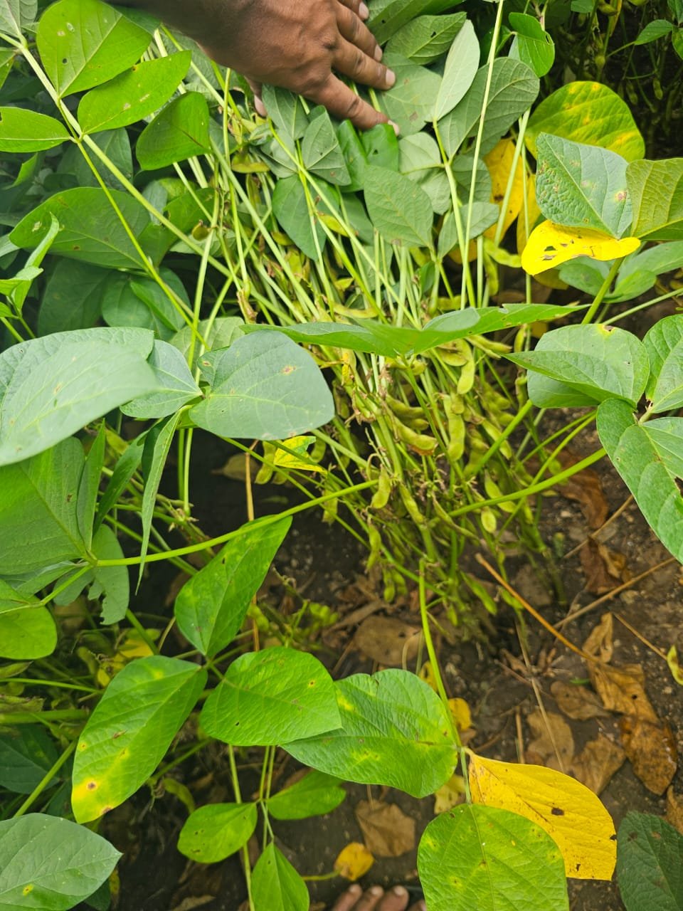 Seeds gallery image 13