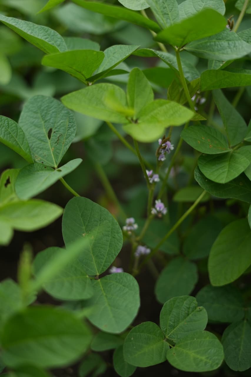 Seeds gallery image 19