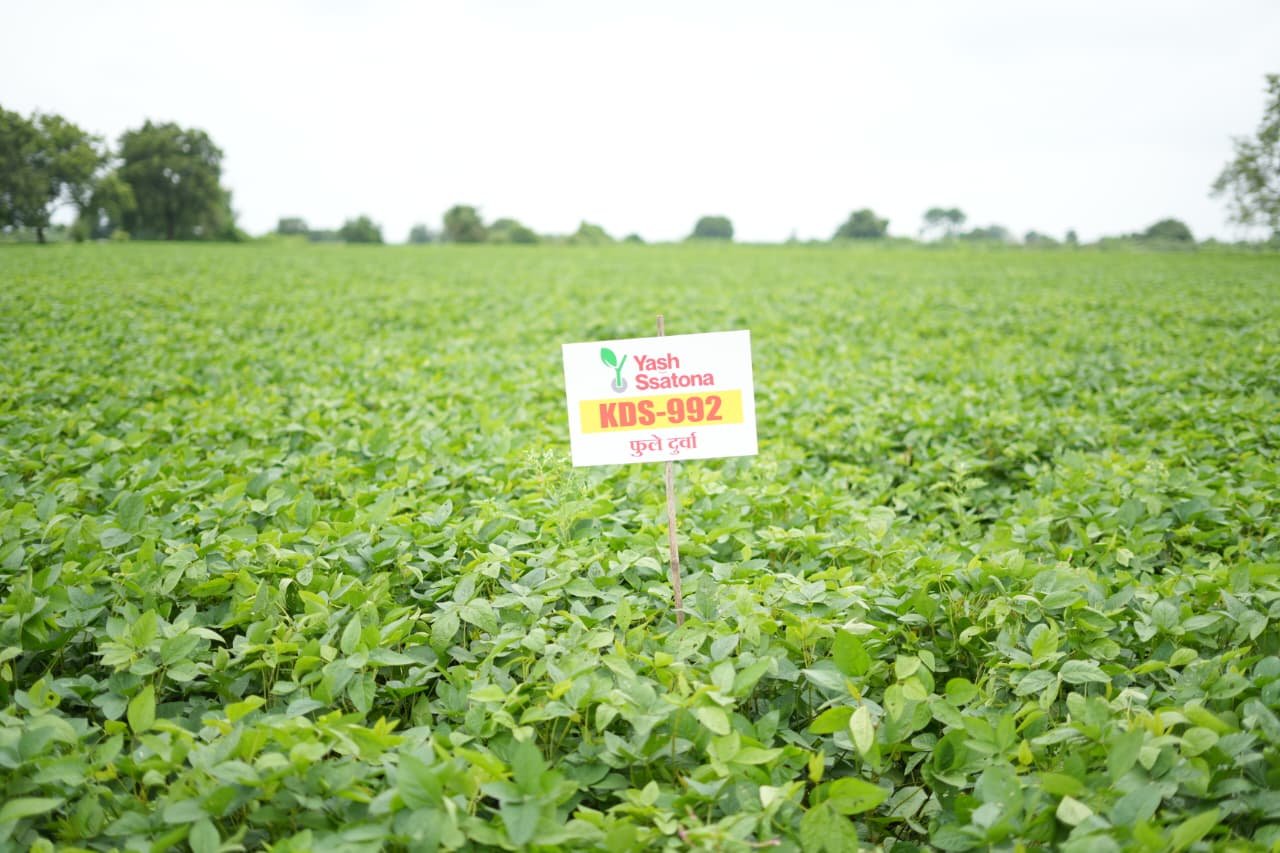 Seeds gallery image 9